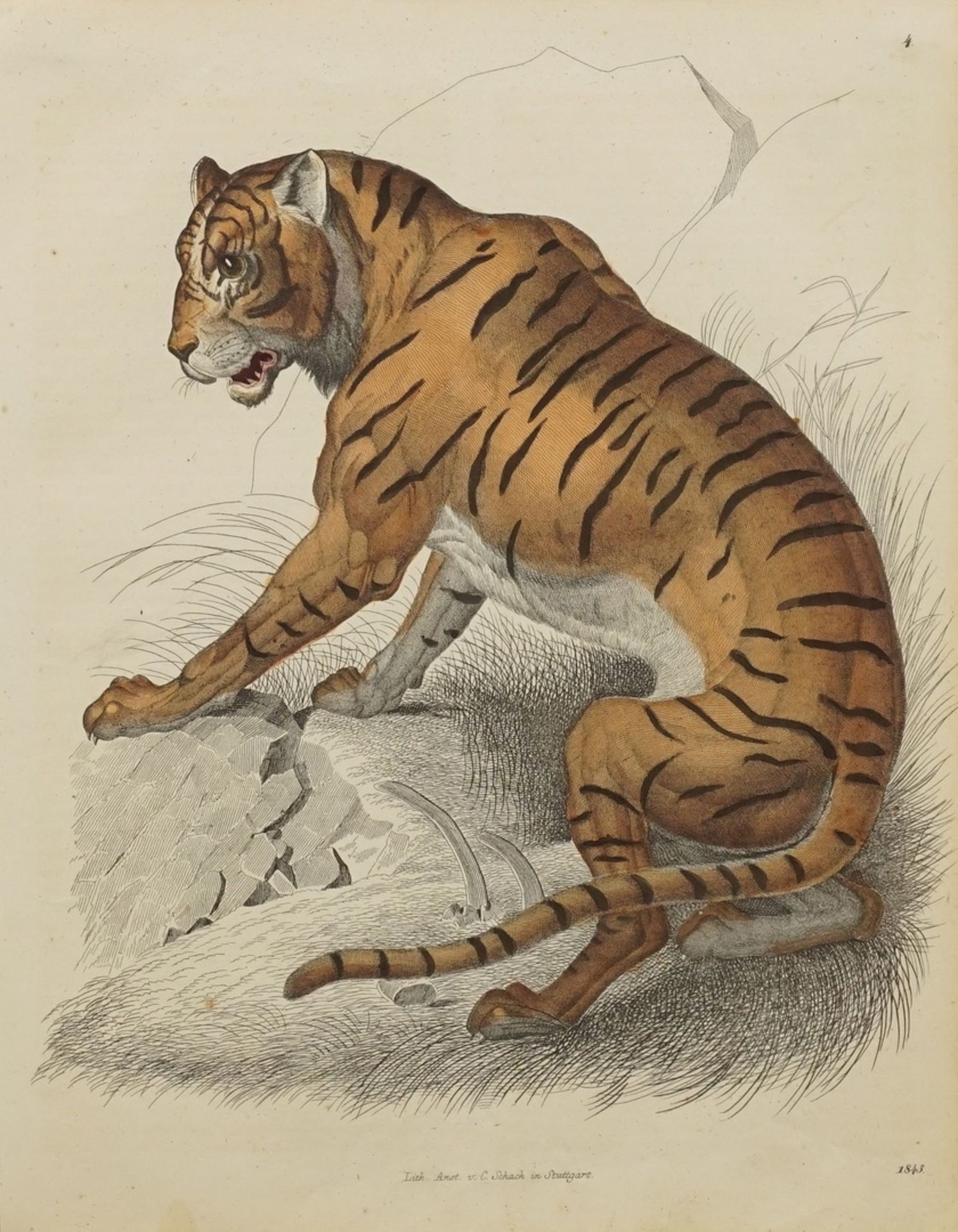 Unbekannter Künstler, "Sitzender Tiger"altkolorierte Lithografie/Papier, datiert 1843, herausgegeben