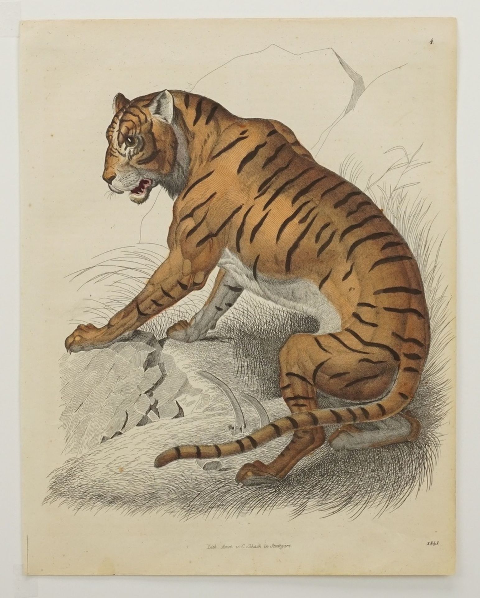 Unbekannter Künstler, "Sitzender Tiger"altkolorierte Lithografie/Papier, datiert 1843, herausgegeben - Image 3 of 3