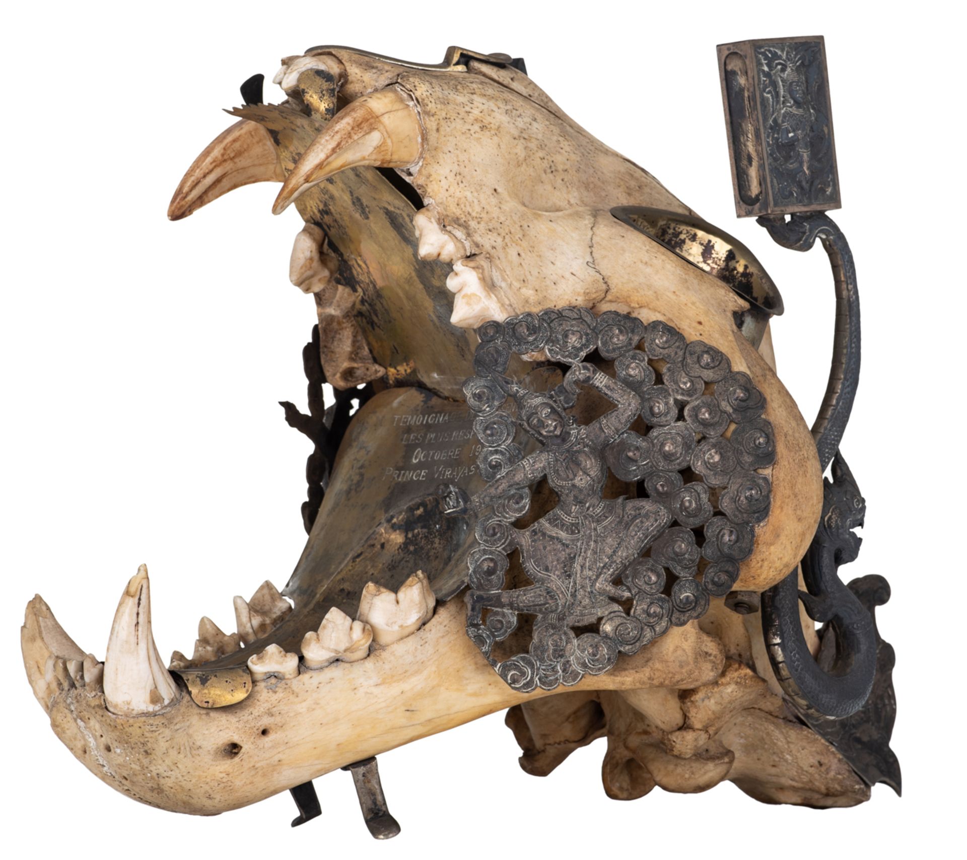 The skull of a Bengal tiger as a bizarre hunting trophy transformed into smokers gear with silver mo