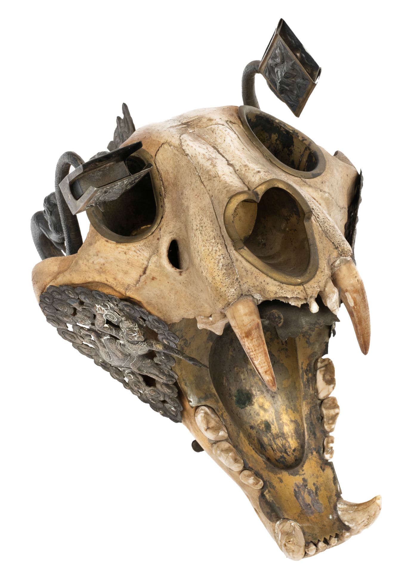 The skull of a Bengal tiger as a bizarre hunting trophy transformed into smokers gear with silver mo - Image 2 of 9