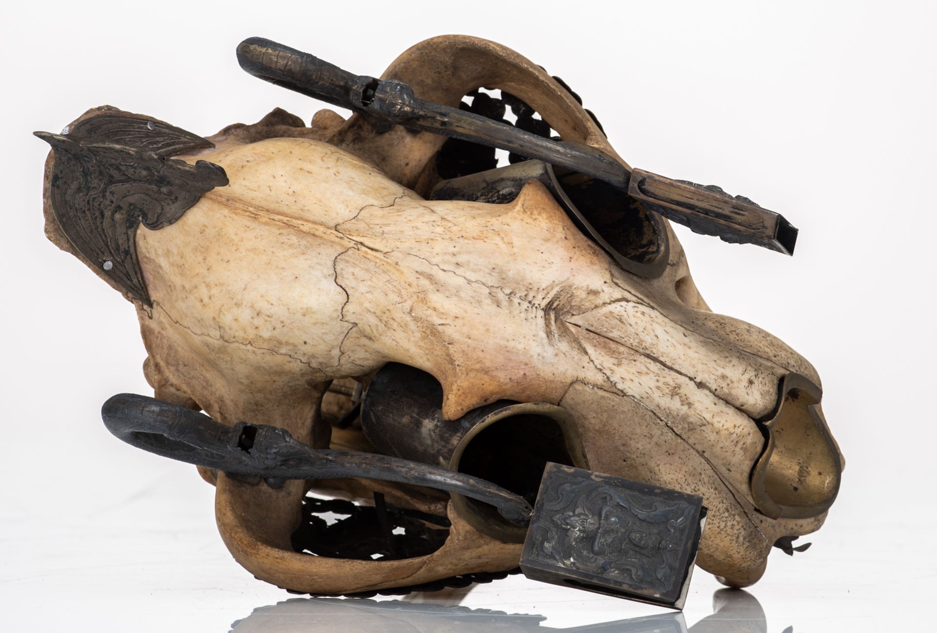 The skull of a Bengal tiger as a bizarre hunting trophy transformed into smokers gear with silver mo - Image 8 of 9