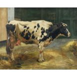 Matthijs A., the portrait of a price cow, oil on canvas, 65,5 x 81 cm Is possibly subject of the