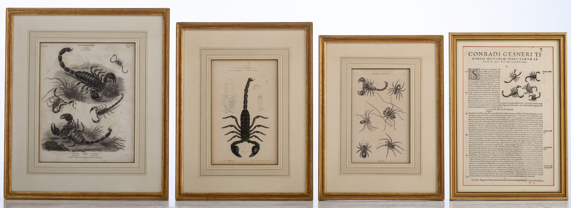 A various collection of scorpion related items, consisting of a stuffed scorpion, a 16thC woodcut, - Bild 4 aus 11