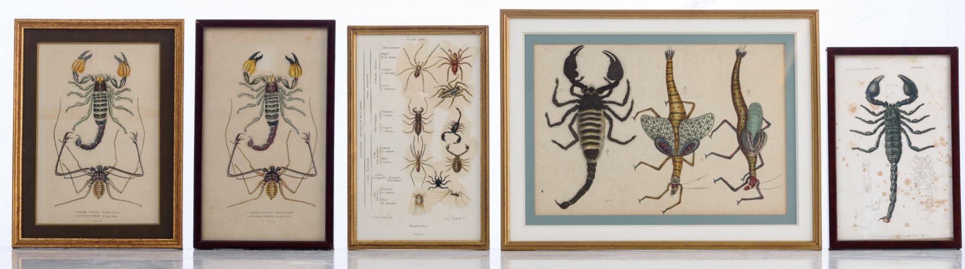 A various collection of scorpion related items, consisting of a stuffed scorpion, a 16thC woodcut, - Bild 6 aus 11