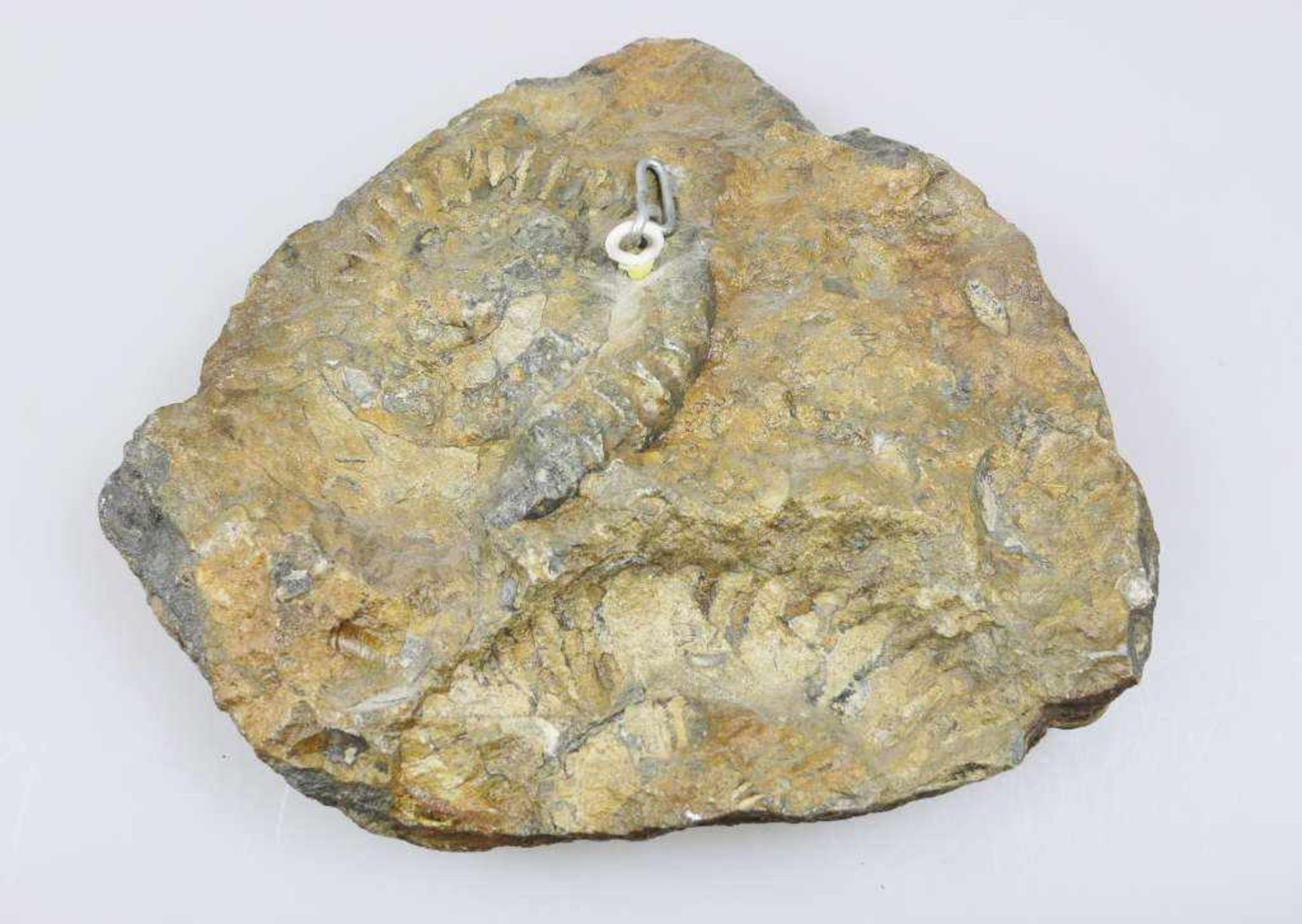 Versteinerung, ein Fossiler Ammonit - Arietites, Fundort unbekannt, Alter vermutlich 180 Mio. - Bild 2 aus 2