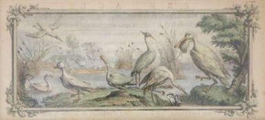 Unbekannter Künstler (XIX?), "Wasservögel", colorierte Radierung, gerahmt, evtl. aus Geographica, da