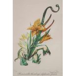 Salvador DALI (1904-1989), "Hemerocallis thumbergii elephanter furiosa", aus: Surrealistic Flowers