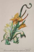 Salvador DALI (1904-1989), "Hemerocallis thumbergii elephanter furiosa", aus: Surrealistic Flowers