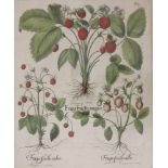 Basilius BESLER (1561-1629), colorierter Kupferstich, Titelei: Fraga fructu magno/Großfruchtige