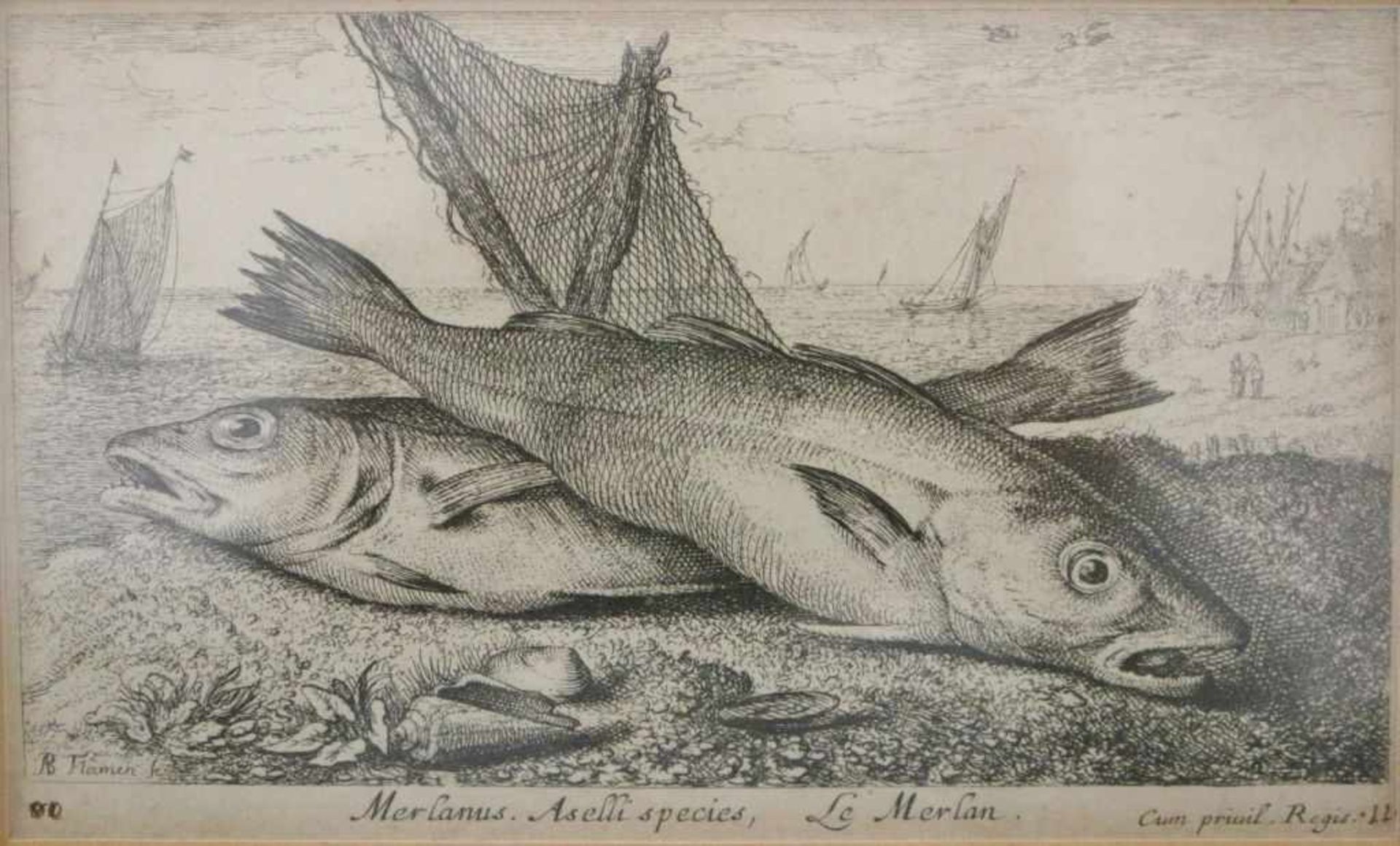 Albert FLAMEN (1620-1692), Diverses Especes De Poissons d'Eau douce. Sieben Blatt, Radierung und - Bild 2 aus 2