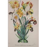 Salvador DALI (1904-1989), Narcissus telephonans inondis, aus Surrealistic Flowers 1972, auf Bütten,