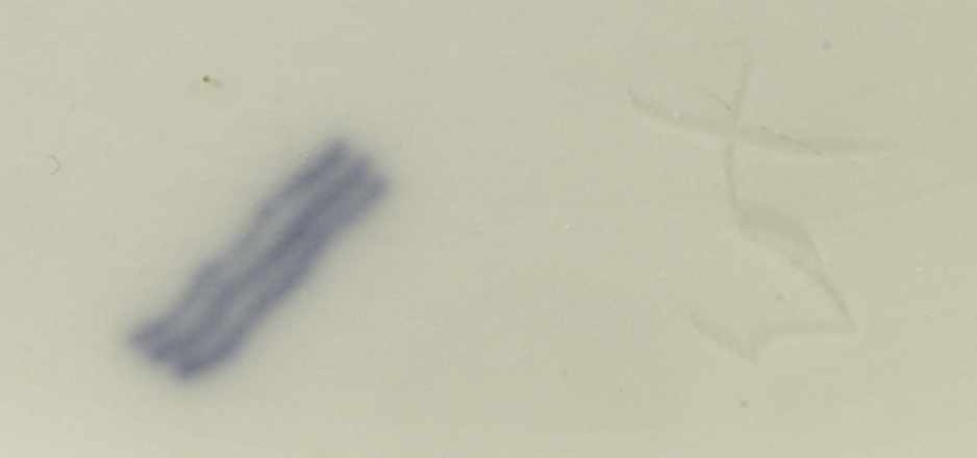 Porzellan-Zierteller, 19./20. Jh., rund, Spiegel und Fahne mit feiner, polychromerBlumenmalerei, - Bild 2 aus 2