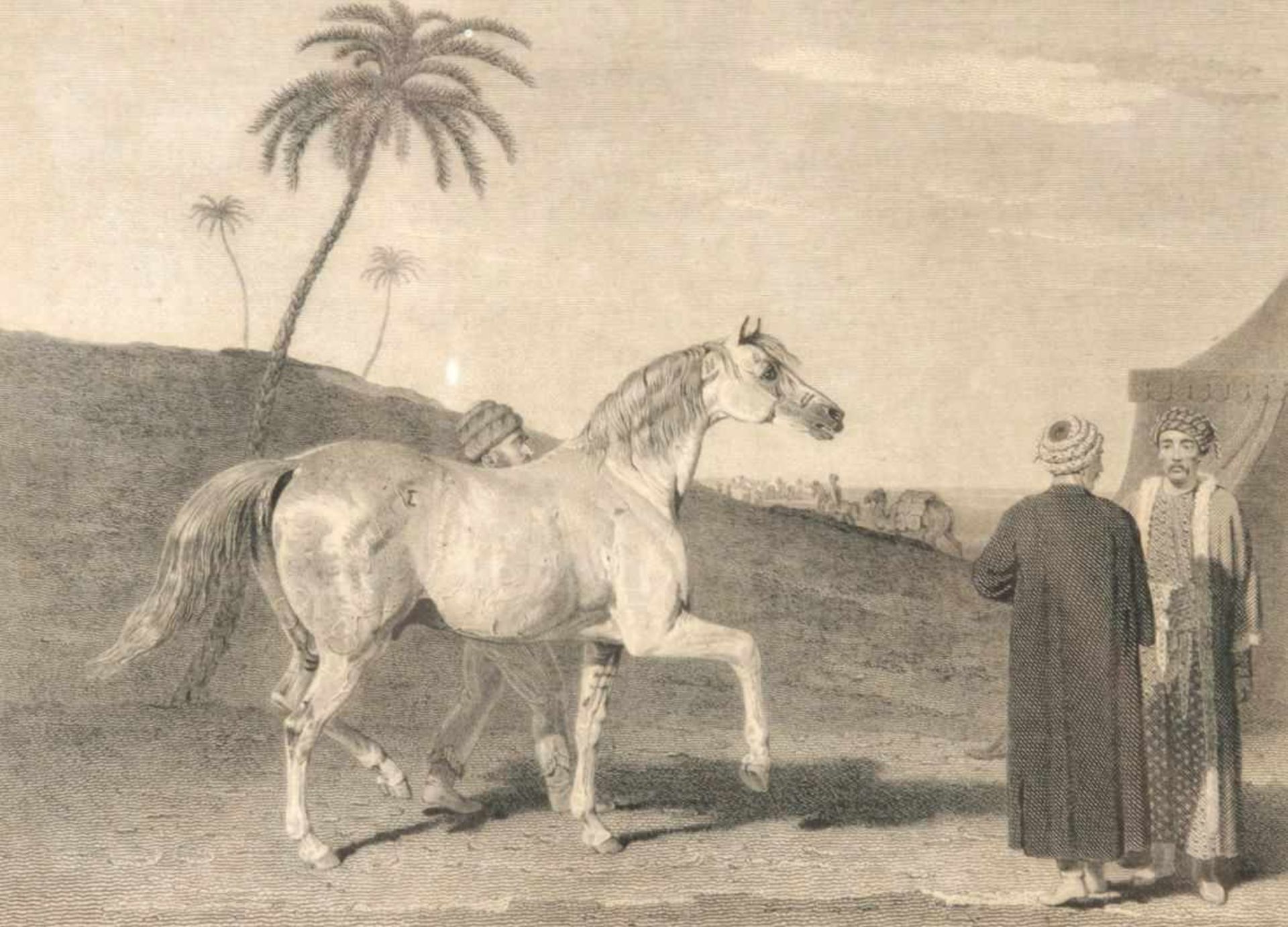2 Bll. Pferdeportraits19.Jh. Dabei: Arabian, v. John Scott (1774-1828). Bairaktar v. Gottfried