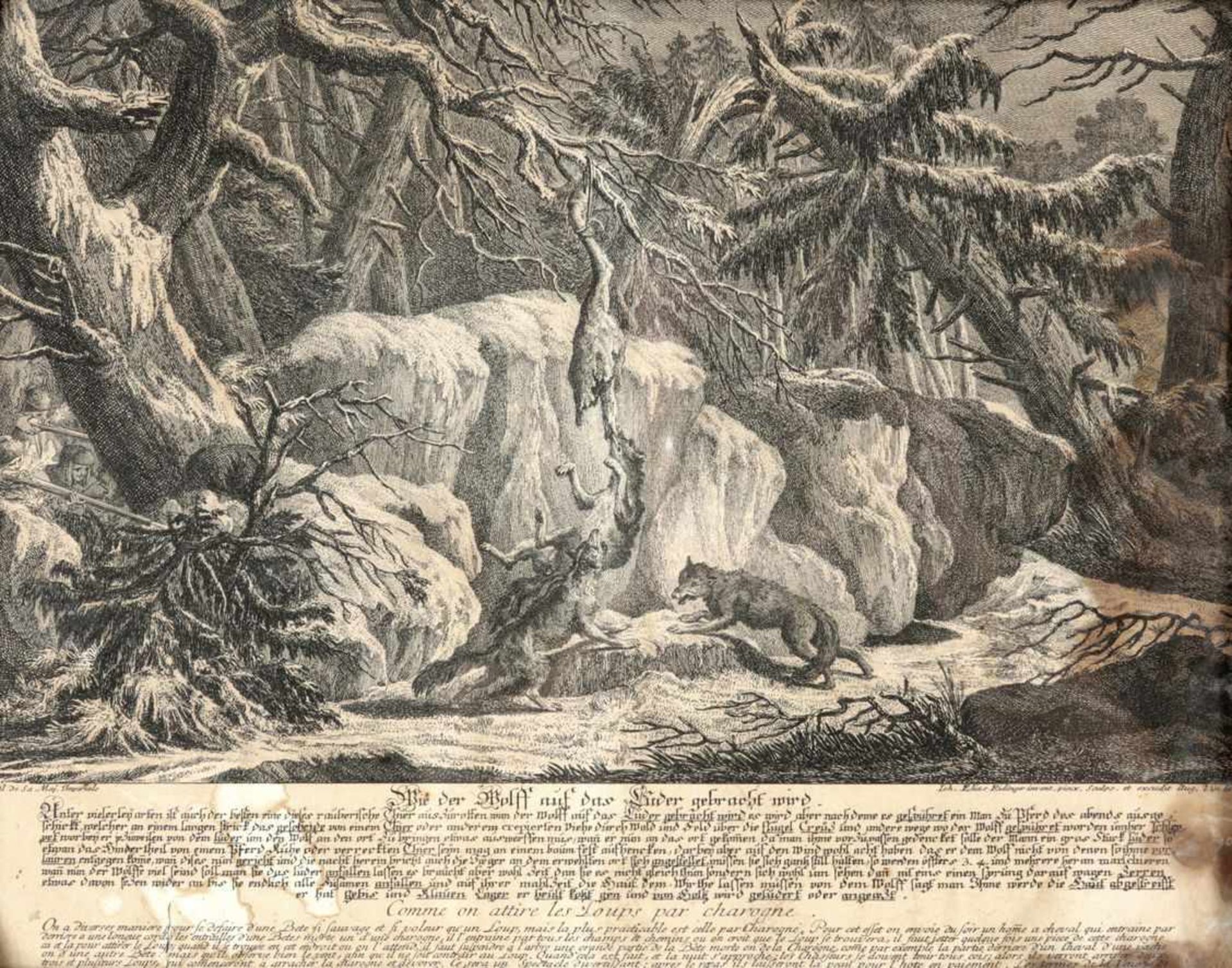 Ridinger, Johann Elias1698 Ulm - 1767 Augsburg Wie der Wolf auf das Luder gebracht wird.-