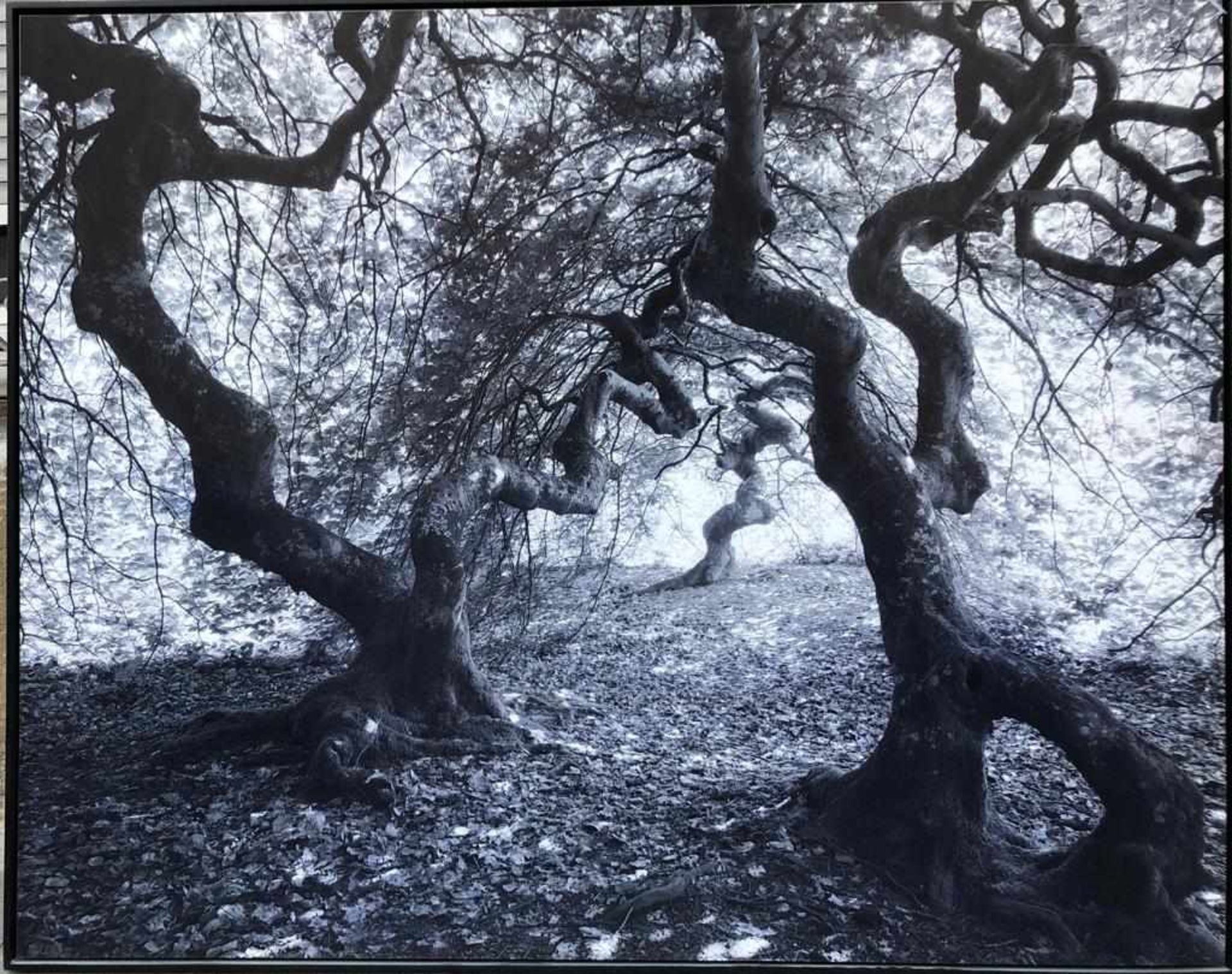 BRUNO VAUTRELLE, Fotographie Faux n51, Frankreich 2001.Gerahmt und in neuwertigem Zustand.160 x