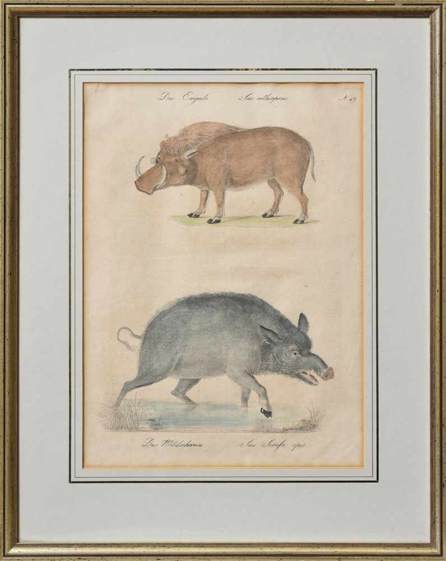 Brodtmann, Carl Joseph (1787-1862) "Das Emgalo. Das Wildschwein", Tafel 49, colorierte Lithographie, - Bild 2 aus 2