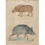 Brodtmann, Carl Joseph (1787-1862) "Das Emgalo. Das Wildschwein", Tafel 49, colorierte Lithographie,