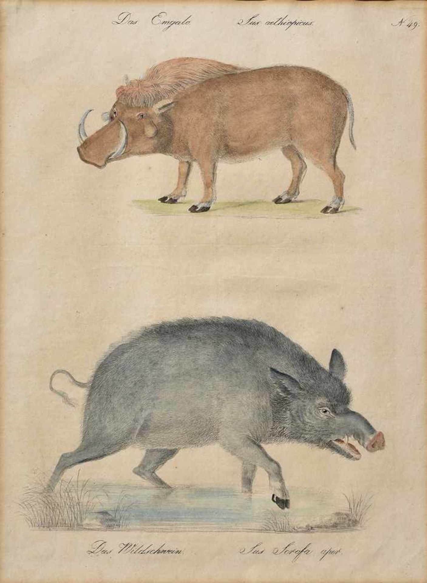 Brodtmann, Carl Joseph (1787-1862) "Das Emgalo. Das Wildschwein", Tafel 49, colorierte Lithographie,