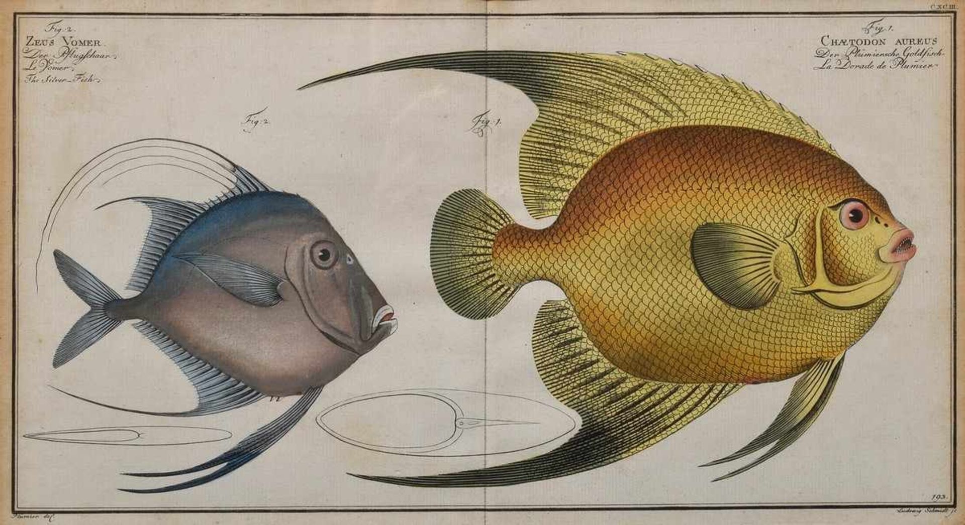 5 Diverse Bloch, Marcus Elieser (1723-1799) "Der plümiersche Goldfisch und der Pflugschaar", "Der - Image 4 of 13