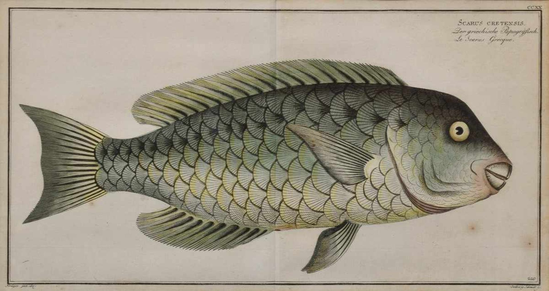 5 Diverse Bloch, Marcus Elieser (1723-1799) "Der plümiersche Goldfisch und der Pflugschaar", "Der - Image 8 of 13