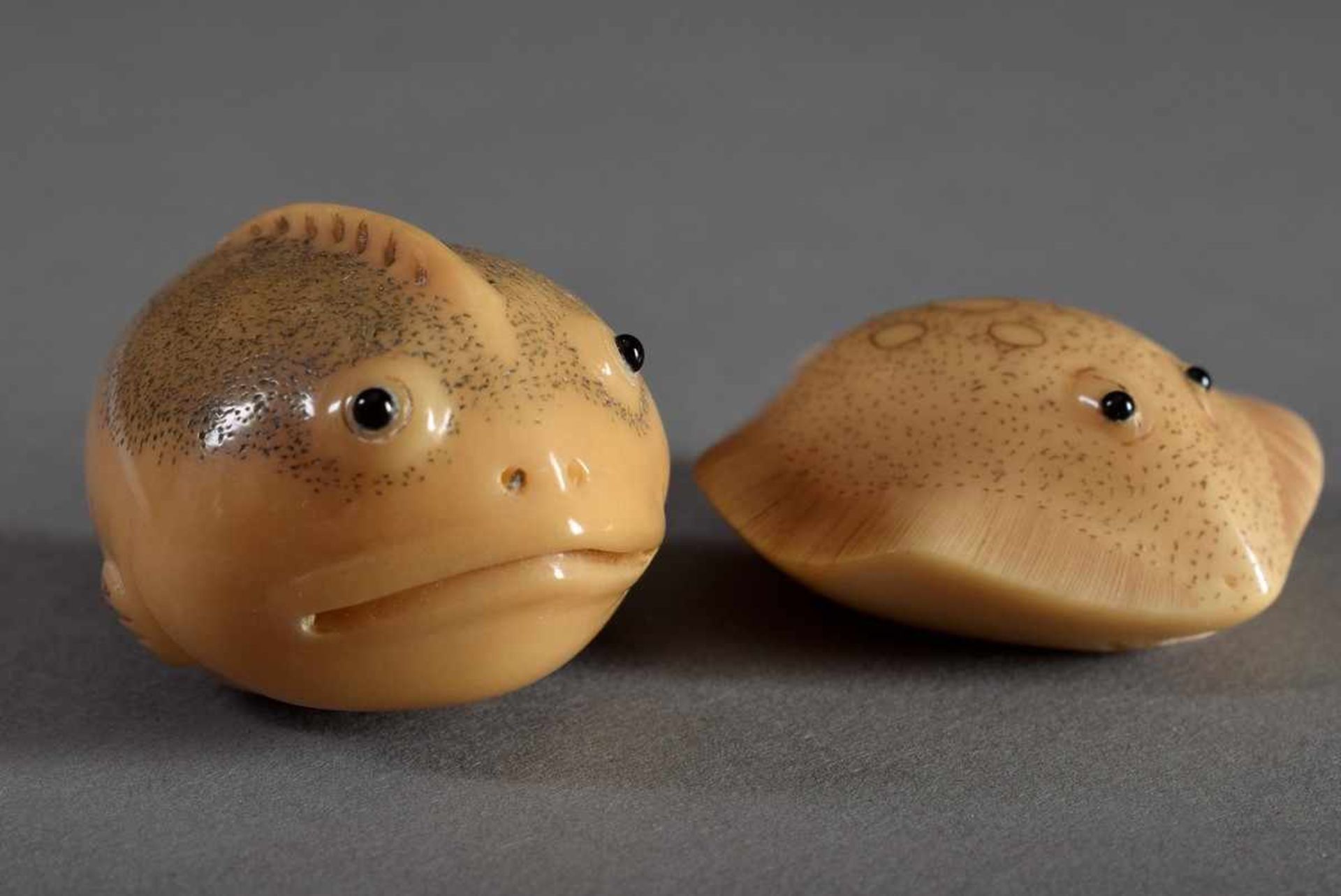 2 Diverse Katabori Netsuke "Fugu" und "Rochen", Tagua Nuss mit eingelegten Horn Augen, sign., - Bild 4 aus 4