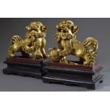 Paar Fo Hunde, Holz geschnitzt und in Gold gefasst auf dunklem Sockel, China 20.Jh., 40x34x20cm,