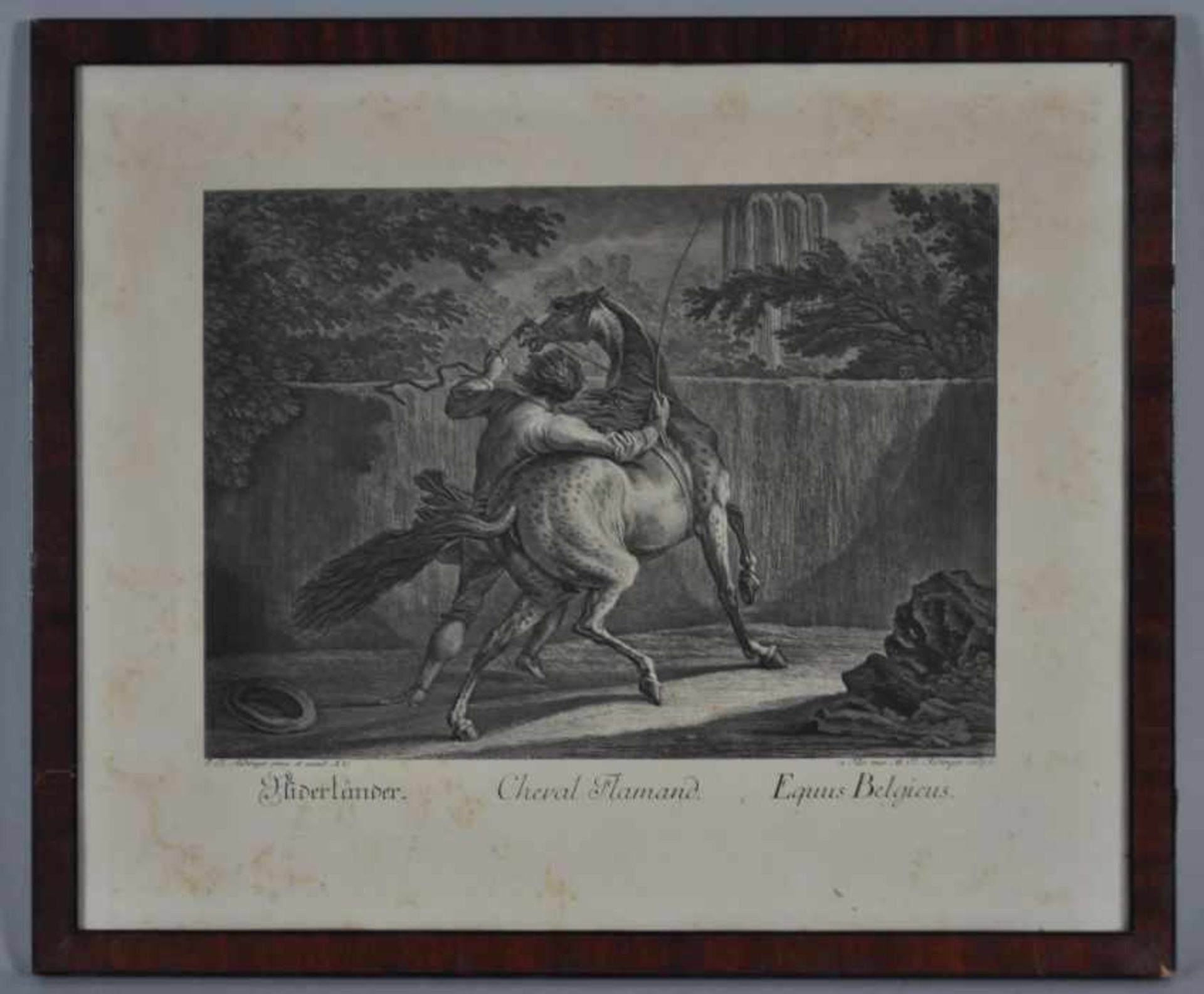 PFERDEDRESSUR "Niderländer. Cheval Flamand. Equus Begicus", Ansicht eines Pferdes bei der Dressur, - Bild 2 aus 3