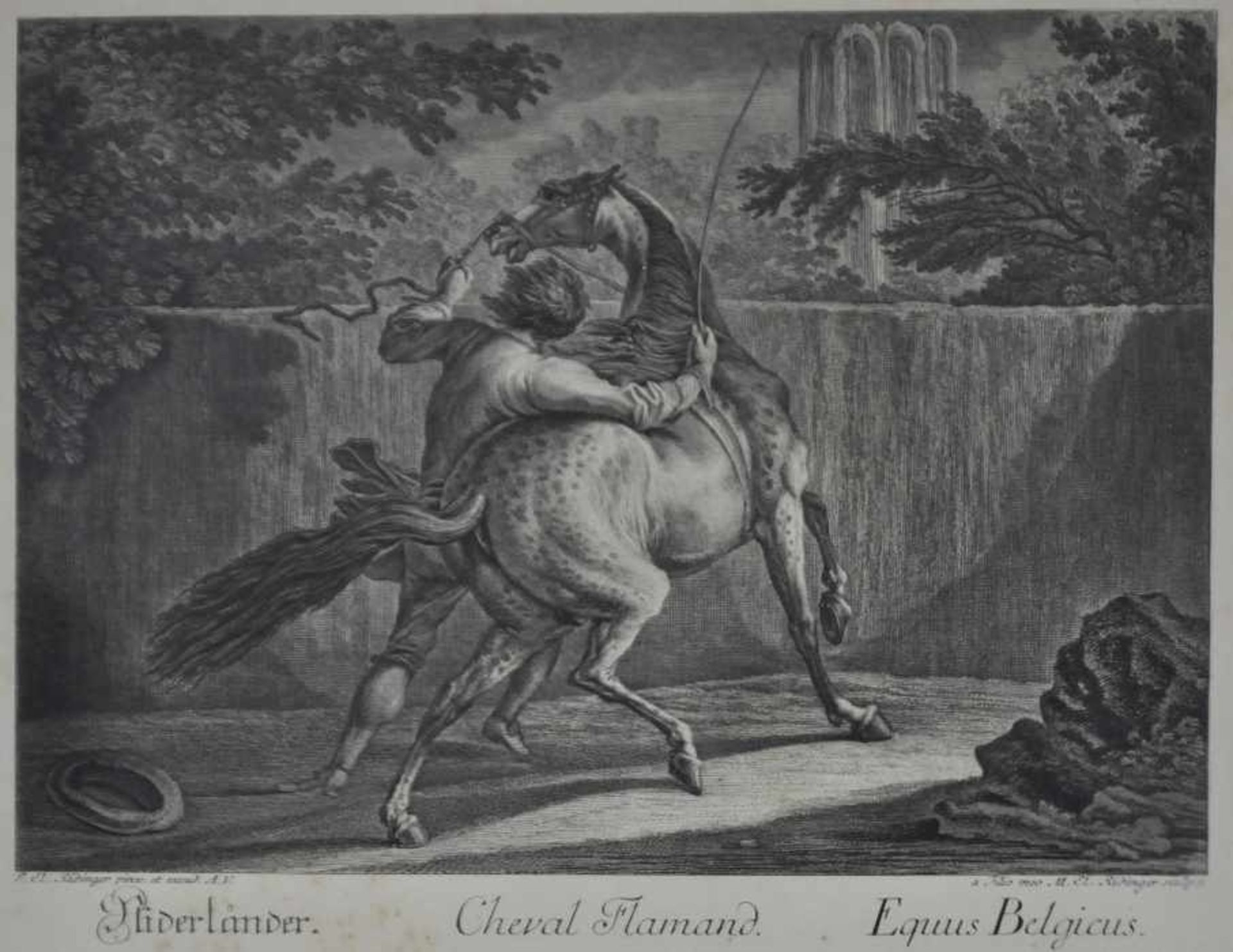 PFERDEDRESSUR "Niderländer. Cheval Flamand. Equus Begicus", Ansicht eines Pferdes bei der Dressur,