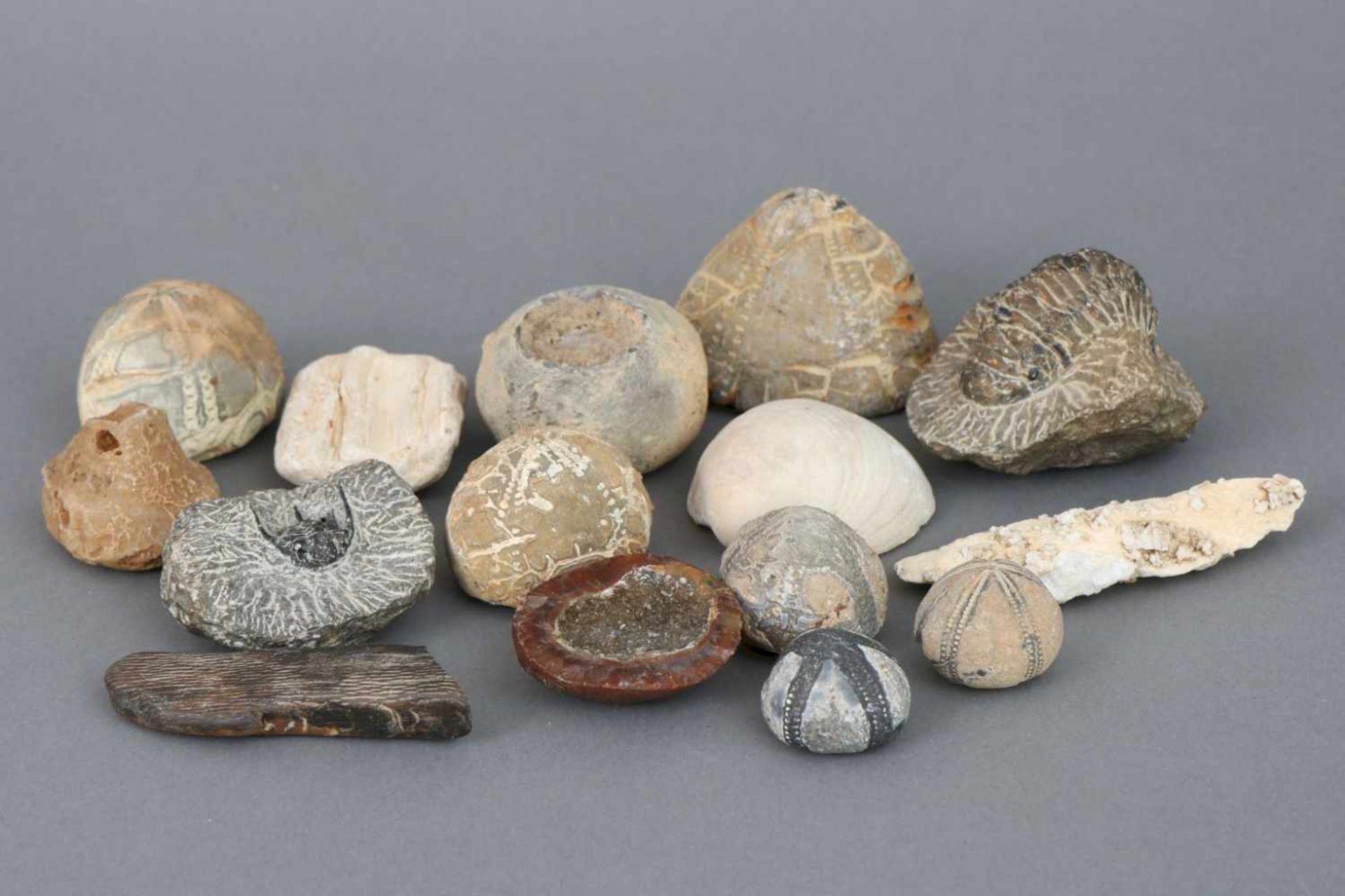 Konvolut Versteinerungen und Fossilien15 Stück, u.a. Muscheln, Panzertierchen, Krebse u.a, L ca. 4-