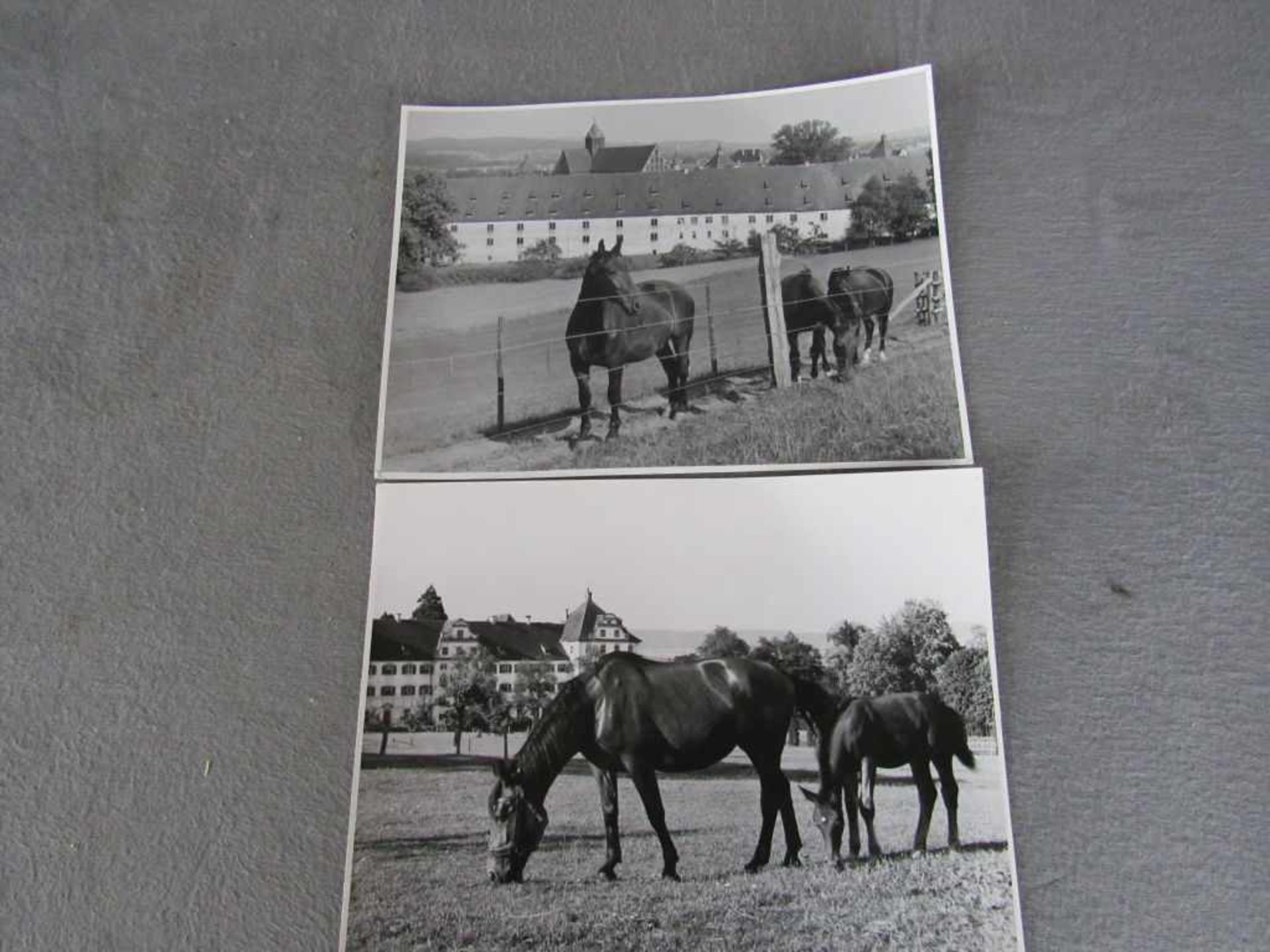 2 hochwertige Fotografien des Künstlers Sigfried Lauterwasser vom Bodensee hier Pferd Salem Din A5