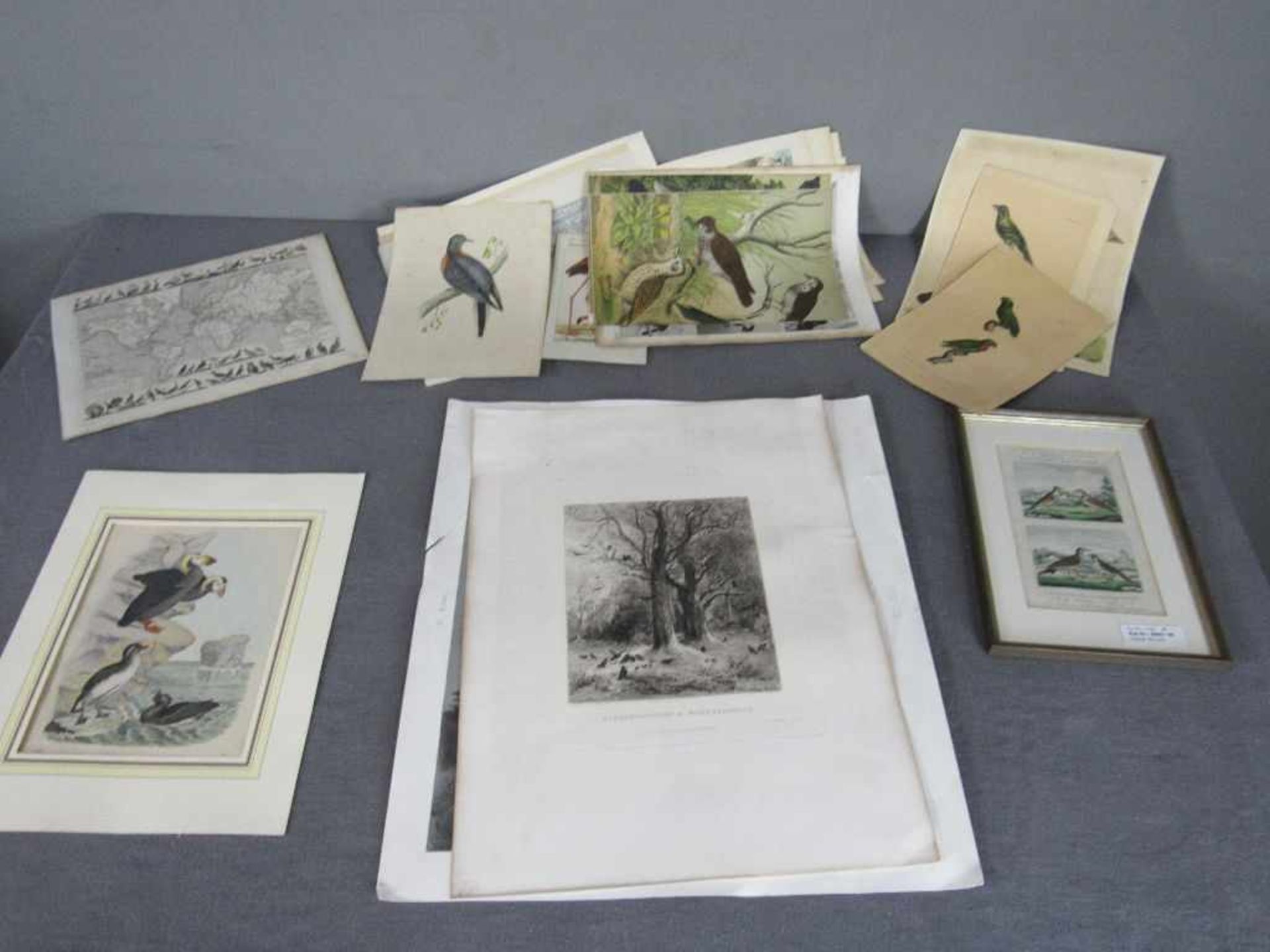 Sammlung Blätter mit Vogelabbildungen 19. Jh. Diverse Künstler Radierung und anderes