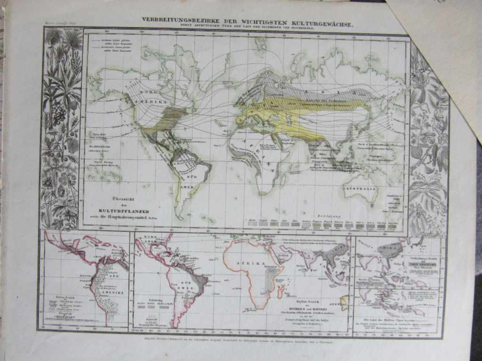 Sammlung von 42 Graphiken Pflanzenkunde 19. Jh. auch Kupferstiche - Bild 2 aus 2