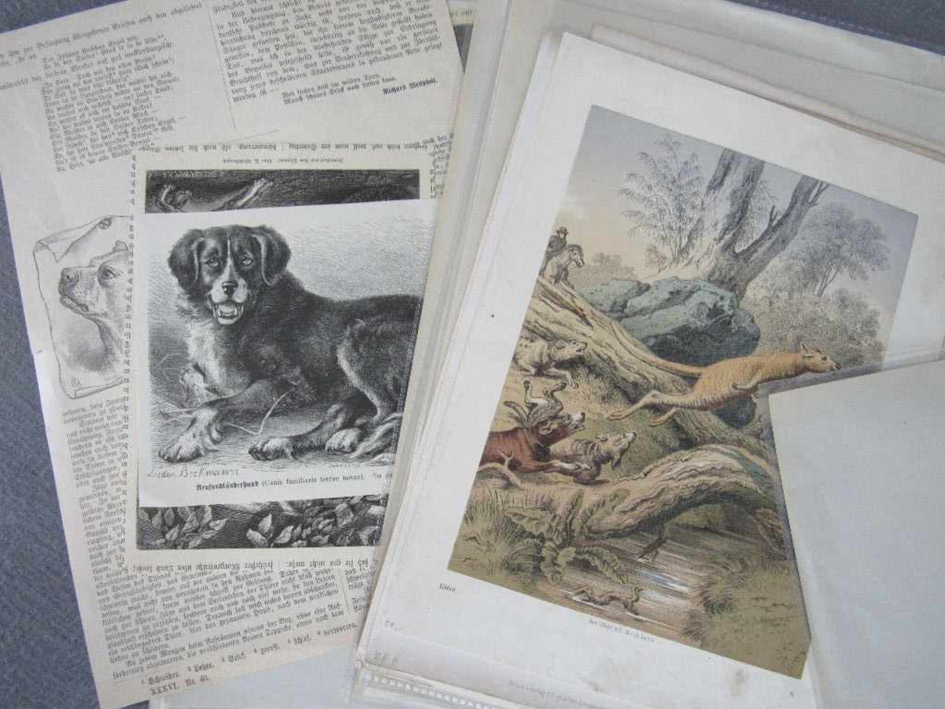 Sammlung von 38 Graphiken mit Hundeabbildungen überwiegend 19. Jh. verschiede Größen und Technikien - Image 2 of 4