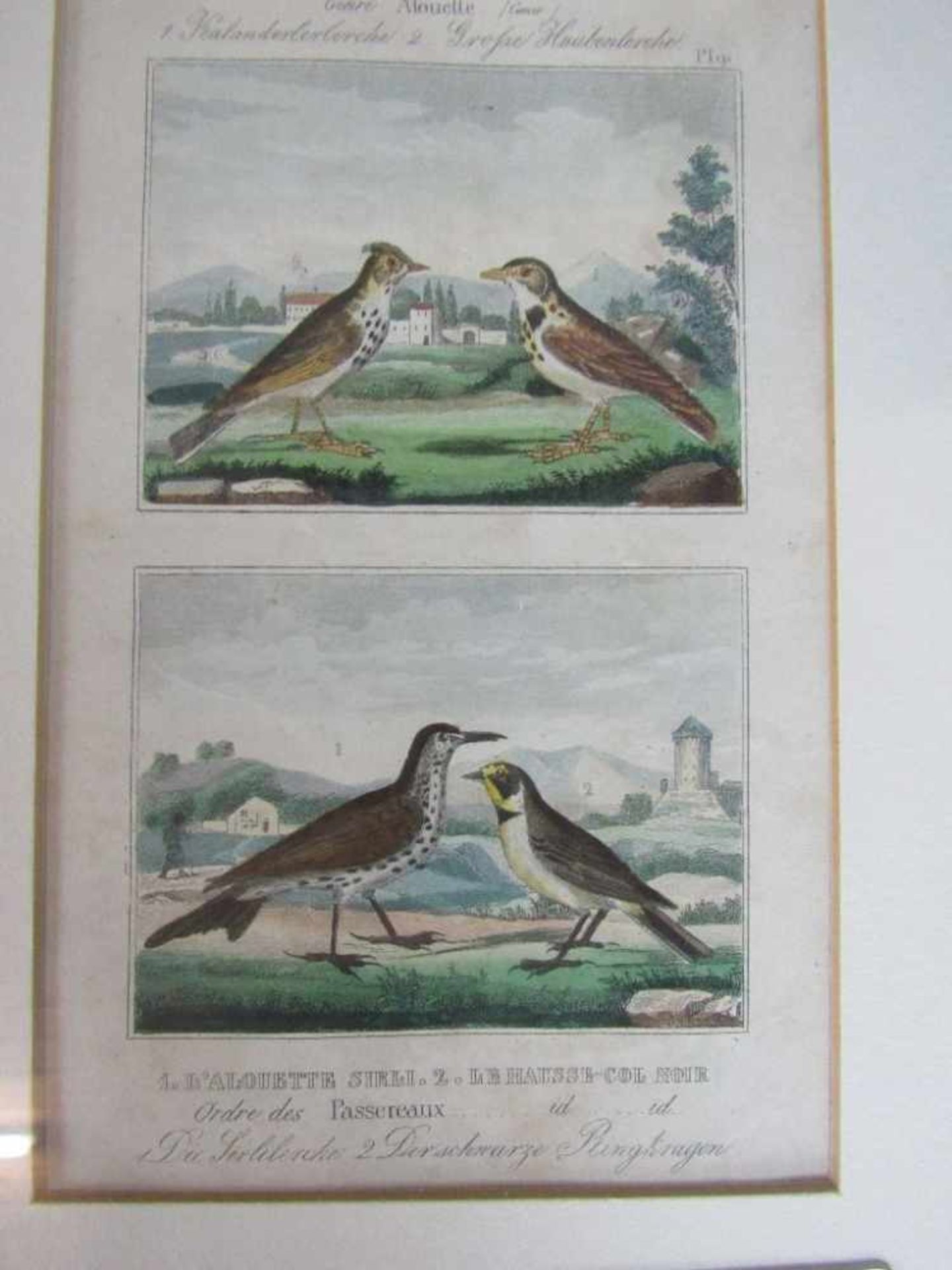Sammlung Blätter mit Vogelabbildungen 19. Jh. Diverse Künstler Radierung und anderes - Bild 2 aus 2