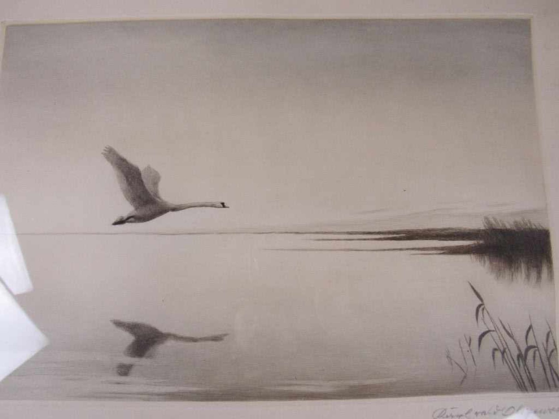 Bild Radierung Schwan im Flug über See 56x43cm