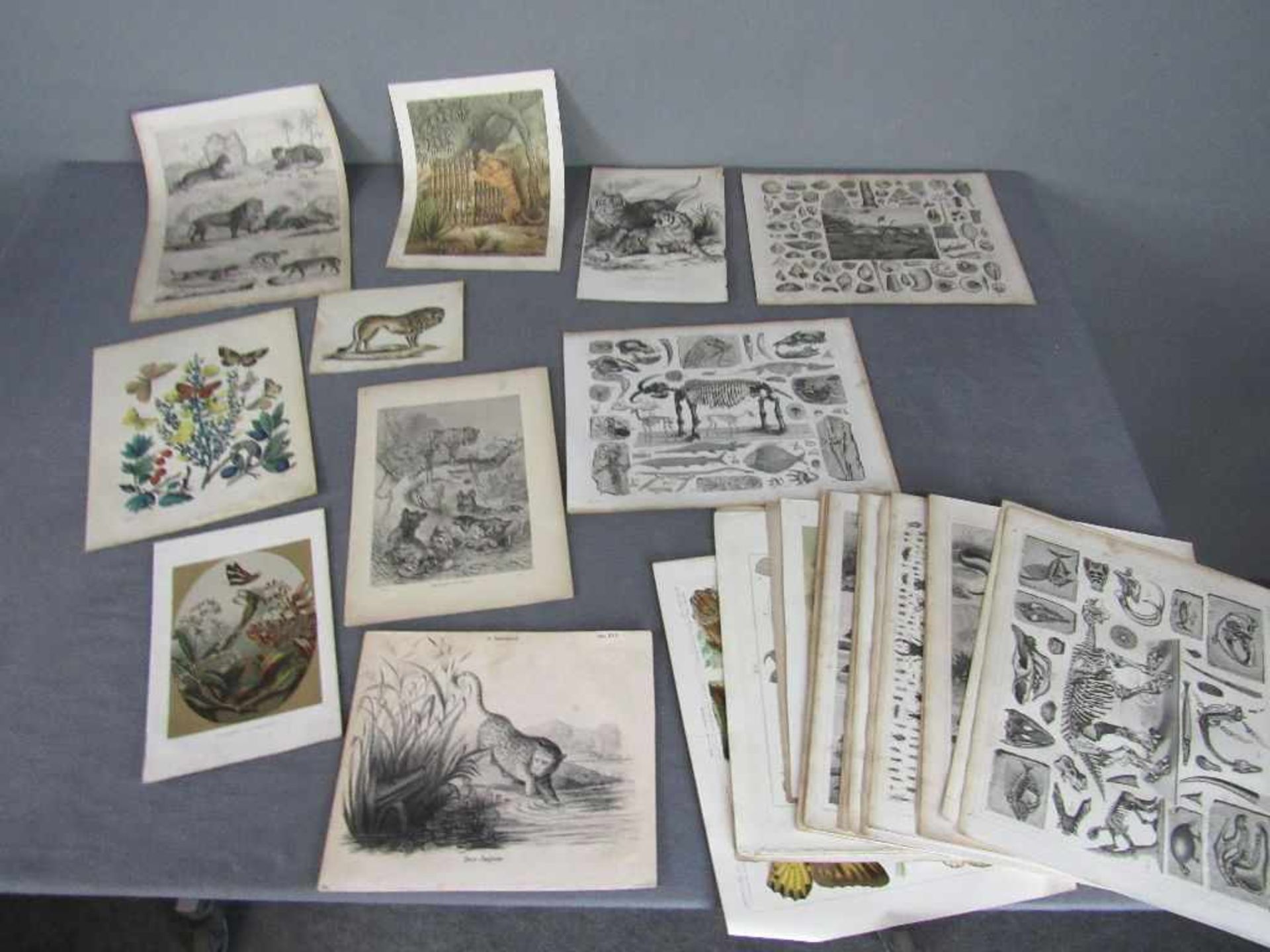 Sammlung von 48 Graphiken mit Tierabbildungen, 19. Jh. Diverse Formate und Techniken. u.a. Henry