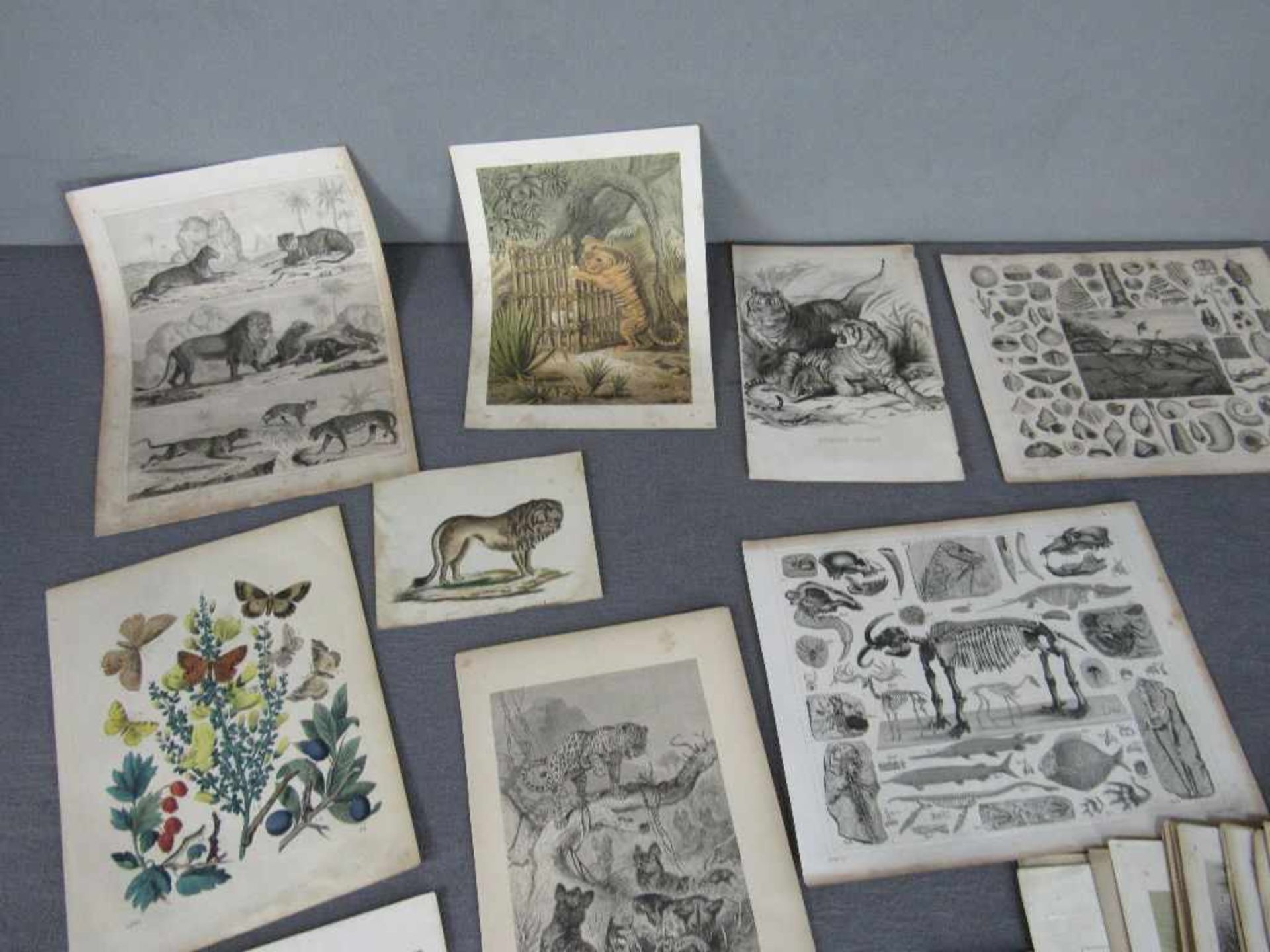 Sammlung von 48 Graphiken mit Tierabbildungen, 19. Jh. Diverse Formate und Techniken. u.a. Henry - Bild 2 aus 2