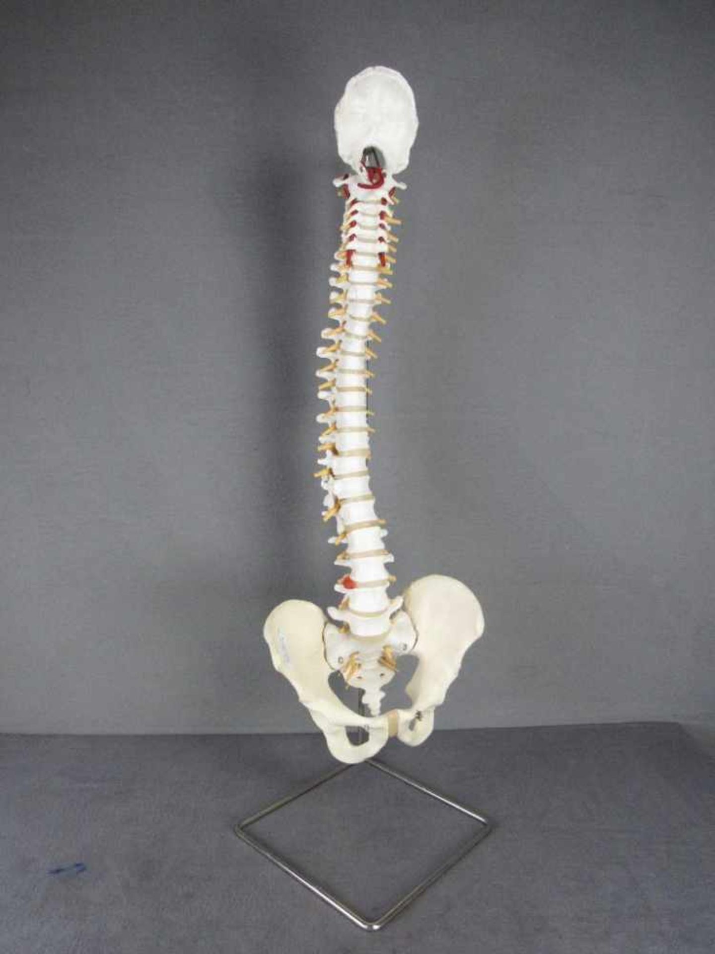 Anschauungsobjekt Skelett Wirbelsäule mit Becken auf Ständer Gesamthöhe:89cm- - -20.00 % buyer's