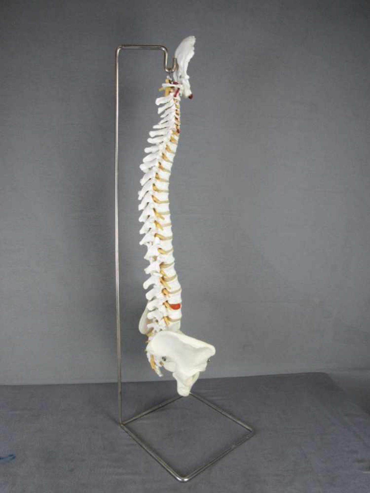 Anschauungsobjekt Skelett Wirbelsäule mit Becken auf Ständer Gesamthöhe:89cm- - -20.00 % buyer's - Bild 2 aus 5