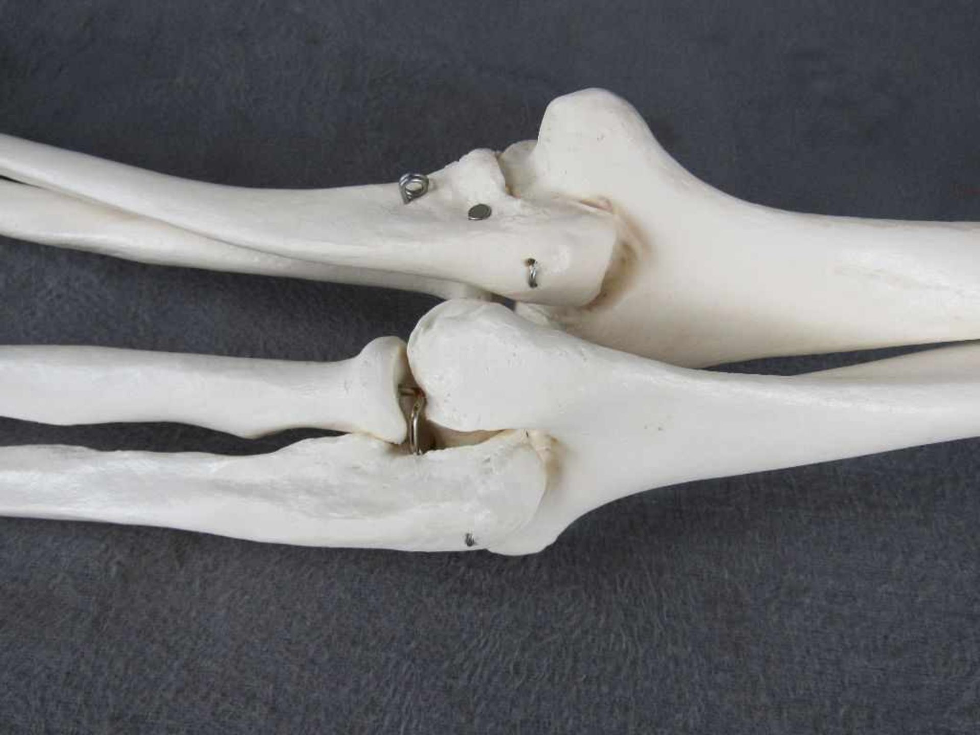Zwei Anschauungsmodelle Skelett Arme mit Händen- - -20.00 % buyer's premium on the hammer price19.00 - Image 3 of 3