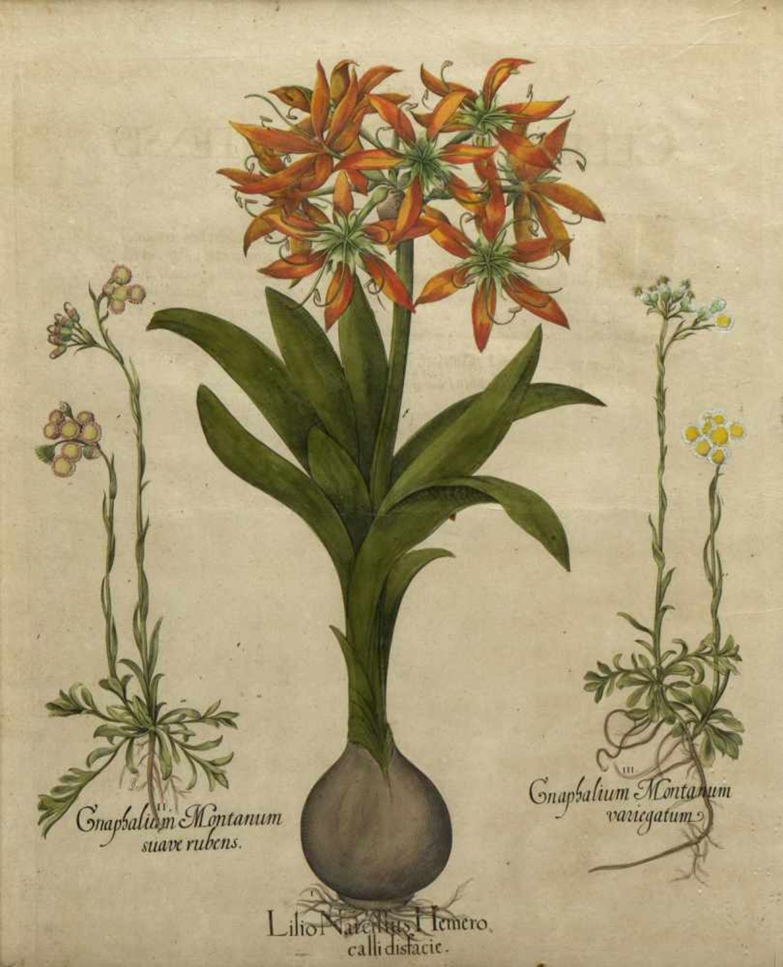 Besler, Basilius. 1561 - Nürnberg - 1629Lilio Narcillus. Symphitum maius flore. Reseda Plinii. 3 - Bild 4 aus 4