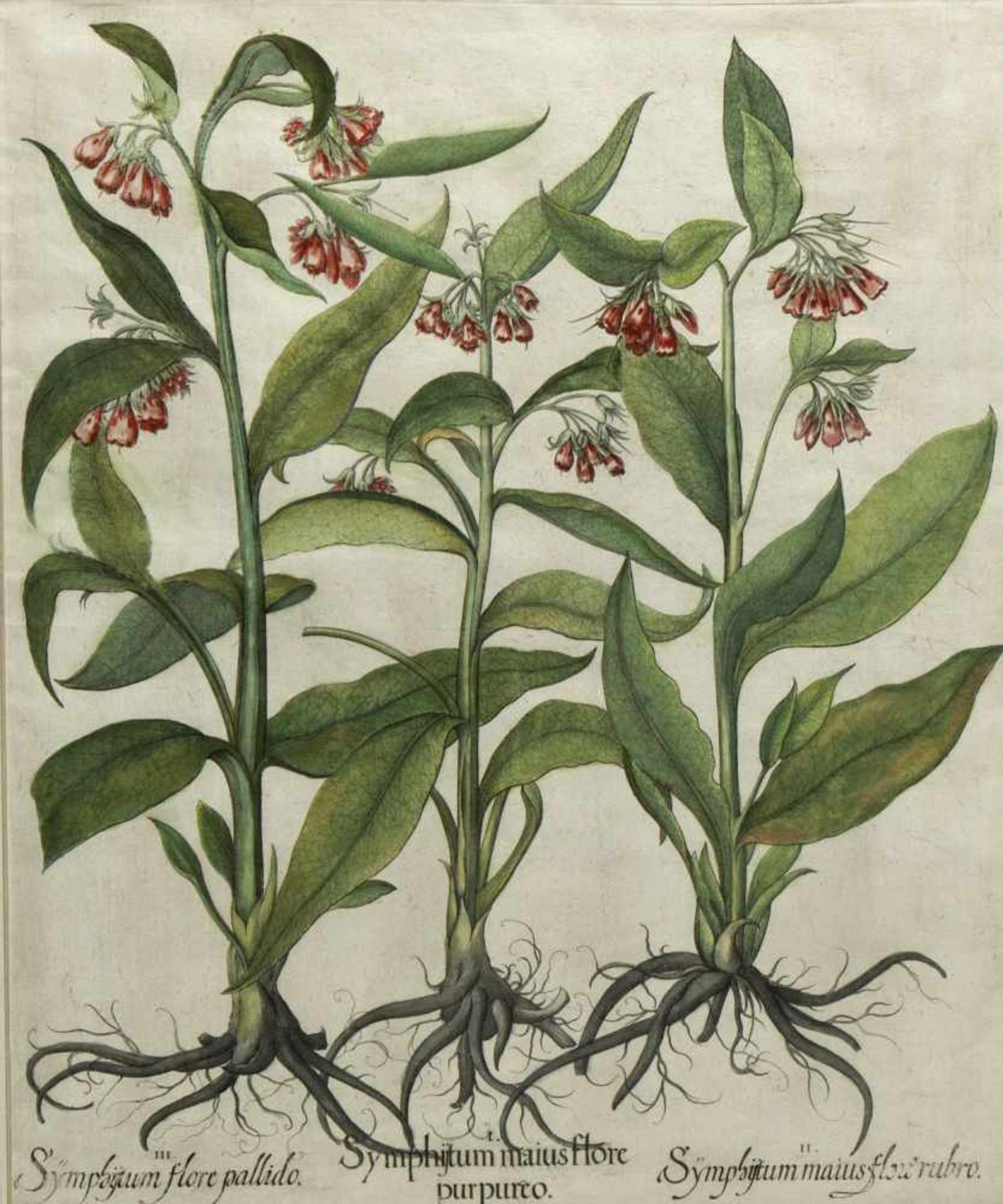 Besler, Basilius. 1561 - Nürnberg - 1629Lilio Narcillus. Symphitum maius flore. Reseda Plinii. 3 - Bild 2 aus 4