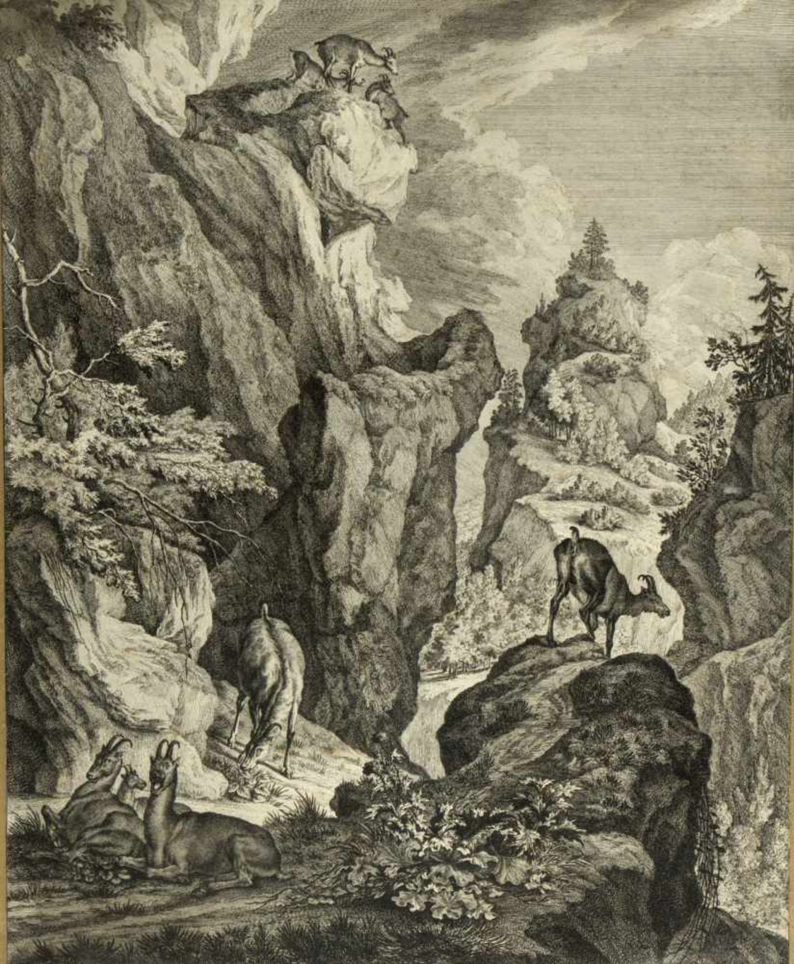 Ridinger, Johannes Elias. 1698 Ulm - Augsburg 1767Gämsen in einem Gebirge. Kupferstich. 55 x 44