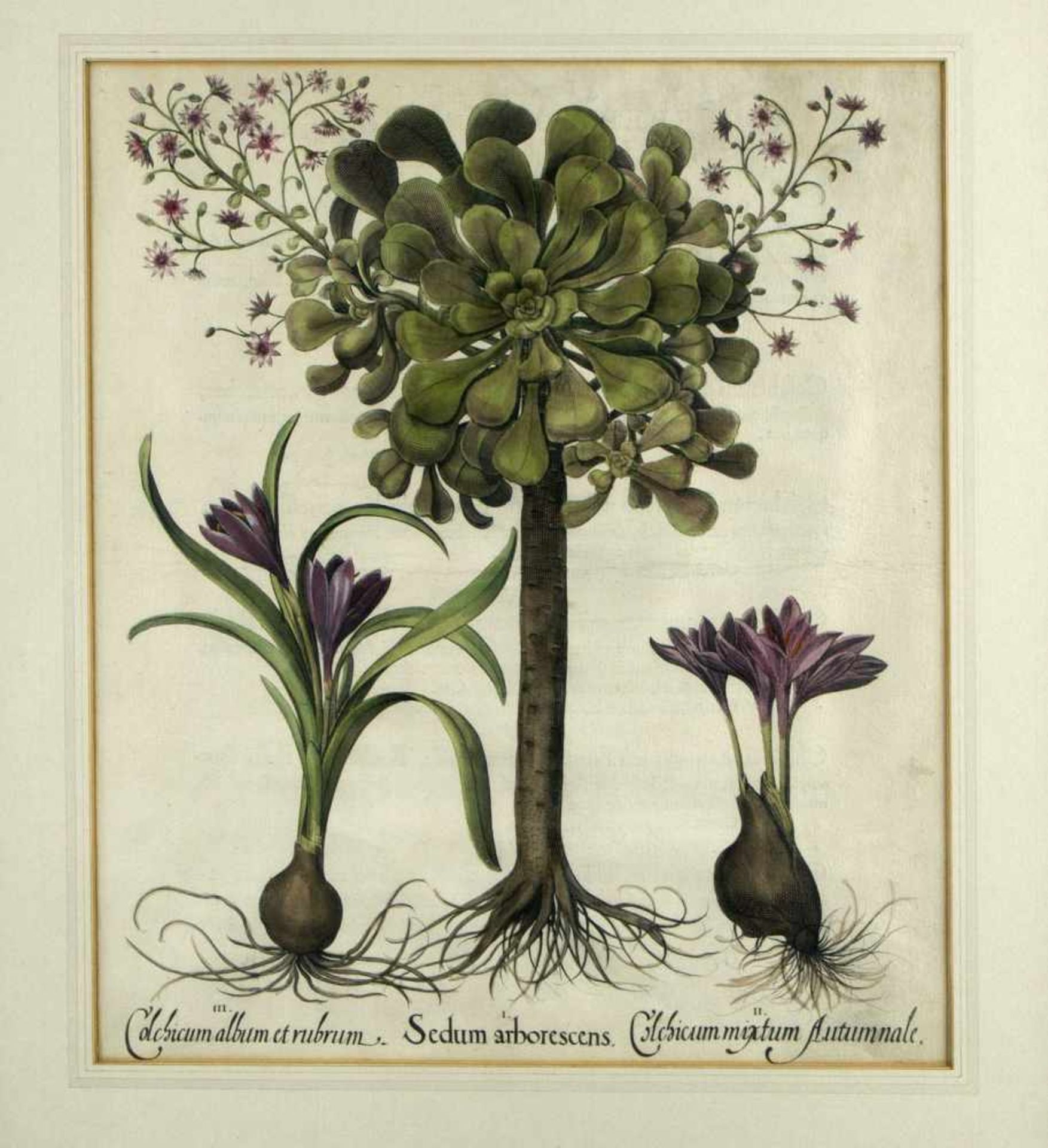 Besler, Basilius. 1561 - Nürnberg - 1629Sedum arborescens. Kol. Kupferstich. 47 x 39 cm.