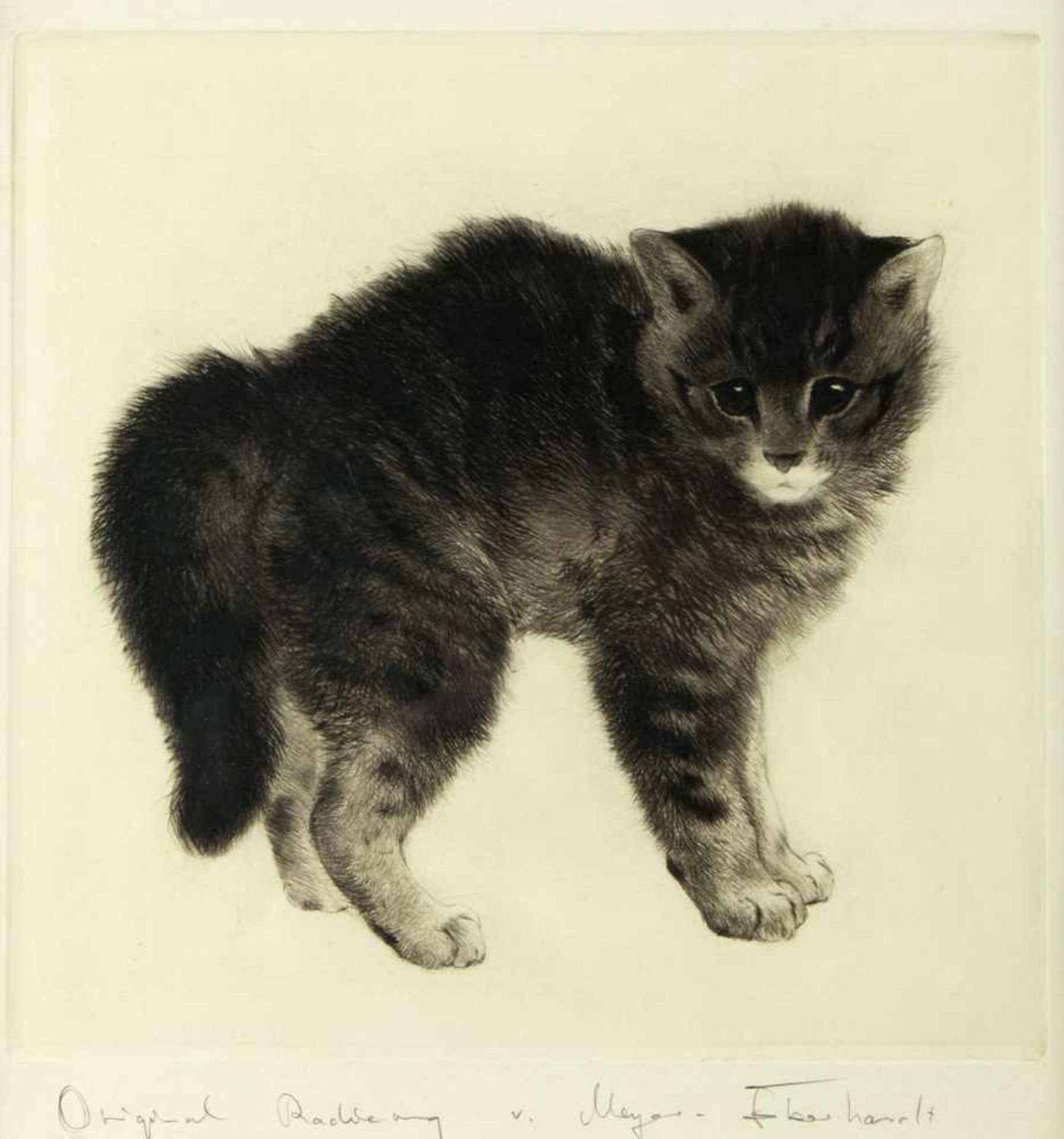 Meyer-Eberhardt, Kurt. 1895 Leipzig - München 1977Katzen. Hunde. Löwen u.a. 23 Bll. versch. Techn. - Bild 3 aus 5