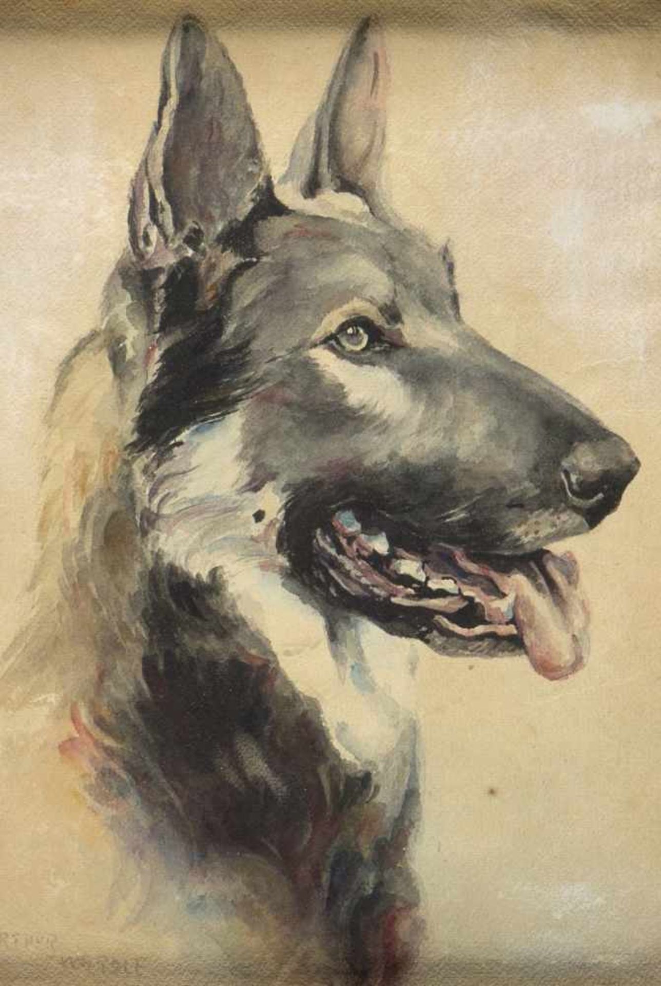 Wardle, Arthur. 1864 - 1949Schäferhund. Aquarell. Sign. und dat. (19)34. 34,5 x 24,5 cm.