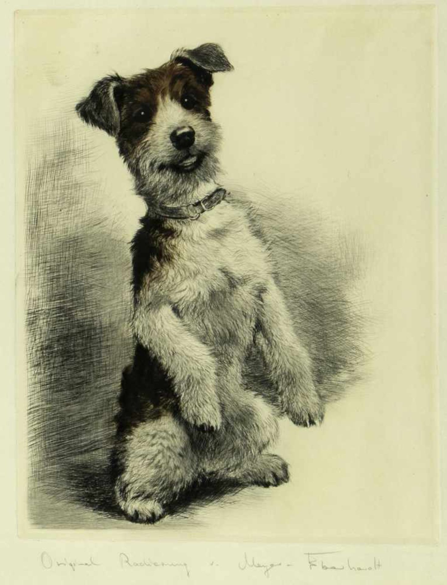 Meyer-Eberhardt, Kurt. 1895 Leipzig - München 1977Katzen. Hunde. Löwen u.a. 23 Bll. versch. Techn. - Bild 2 aus 5