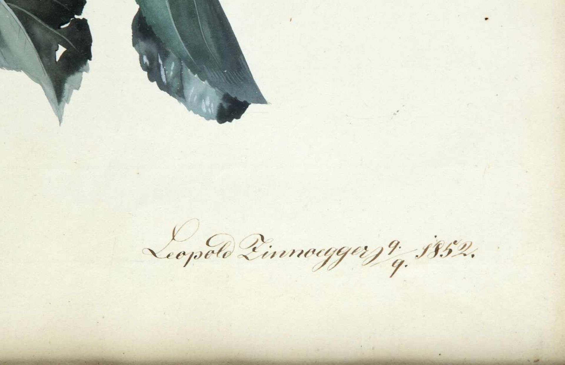 Zinnogger, Leopold. 1811 - Linz - 1872Studie eines Apfels mit Zweig und Blättern. Gouache über - Image 2 of 2