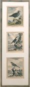 3 Vogelbilder dabei "Die Taube", "Der Kleiber" u. "Der Waldsänger", 19 Jh., Kupferstich,je 20x15,5