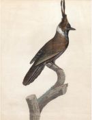 "Vogel auf dem Ast", kolor. Stich, 19. Jh., 42x30 cm, hinter Glas im Passepartout undRahmen